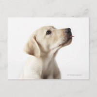 Blonde Labrador puppy sticking out tongue