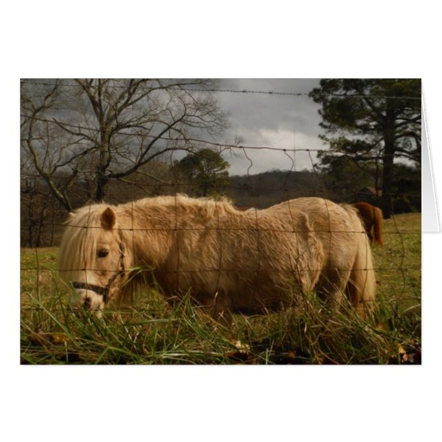 Blonde Miniature Pony / Horse (Front Horizontal)