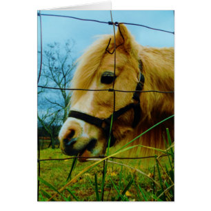 Blonde Miniature Pony / Horse Blue Sky