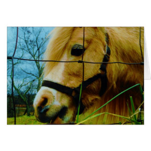 Blonde Miniature Pony / Horse Blue Sky