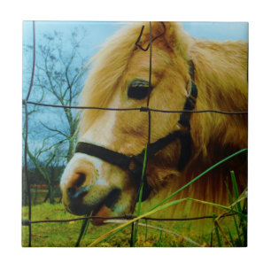 Blonde Miniature Pony / Horse Blue Sky Tile