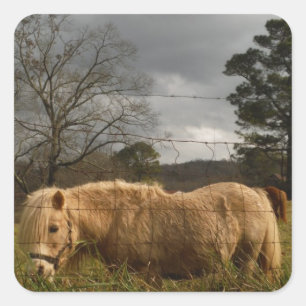 Blonde Miniature Pony / Horse Square Sticker