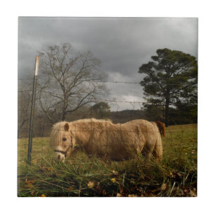Blonde Miniature Pony / Horse Tile