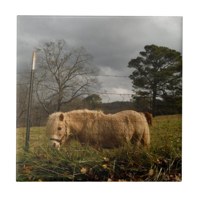 Blonde Miniature Pony / Horse Tile (Front)