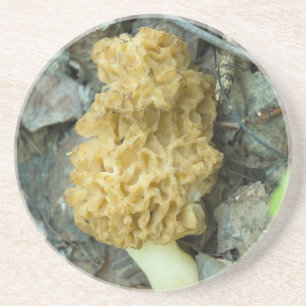 Blonde Morel Mushroom Coaster