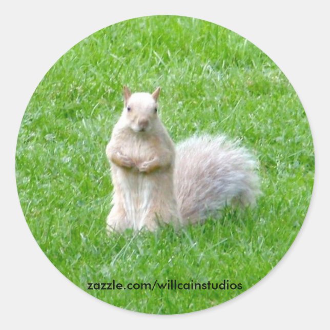 Blonde Squirrel Classic Round Sticker (Front)