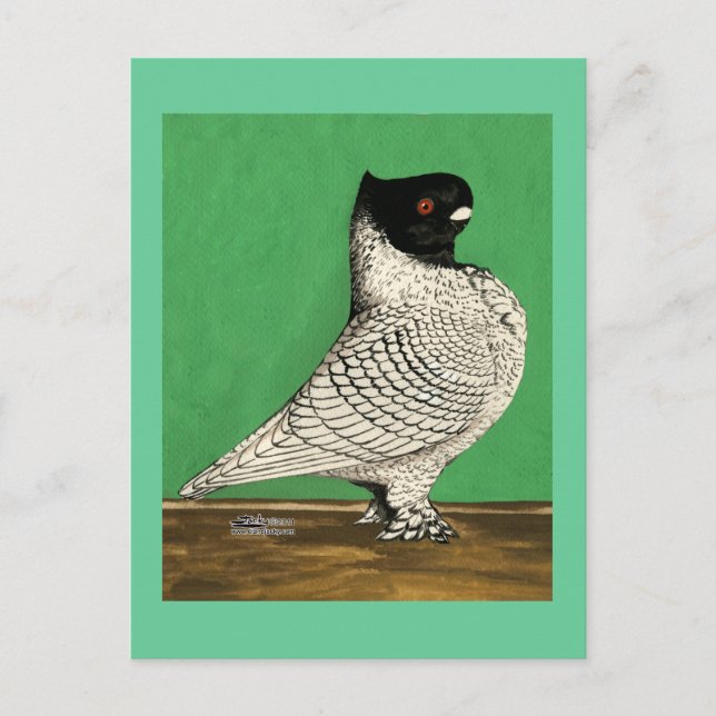 Blondinette Frill Pigeon Postcard (Front)
