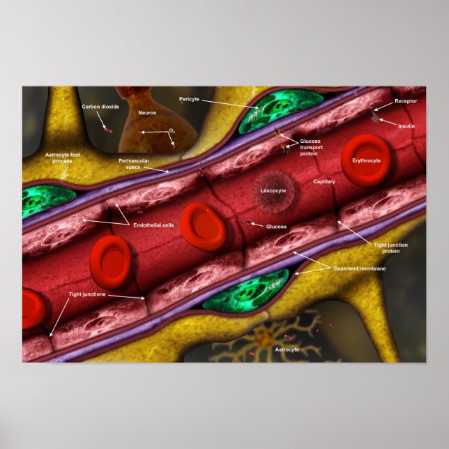 Blood-brain barrier poster (Front)