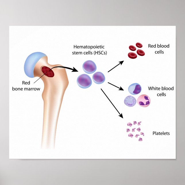 Blood cell formation Poster (Front)
