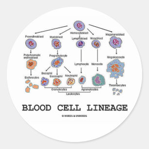 Blood Cell Lineage (Biology Health Medicine) Classic Round Sticker