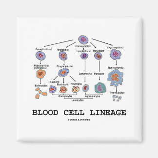 Blood Cell Lineage (Biology Health Medicine) Magnet
