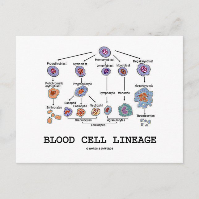 Blood Cell Lineage (Biology Health Medicine) Postcard (Front)