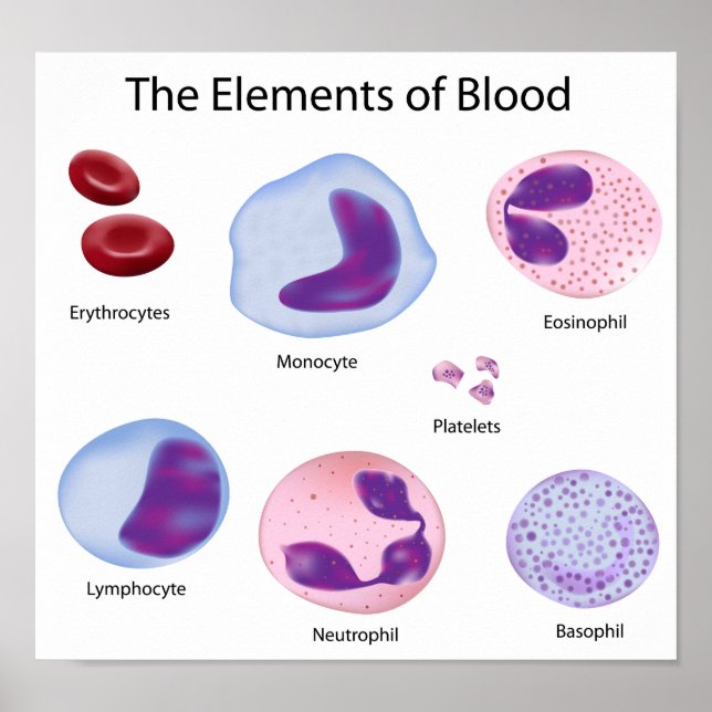 Blood cells Poster (Front)