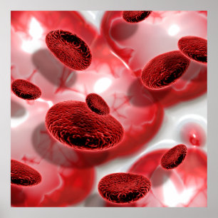 Blood Cells Poster