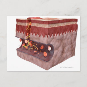 Blood Clot Formation Postcard