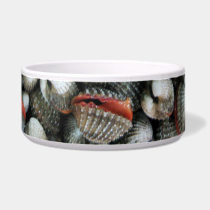 Blood Cockle Shells