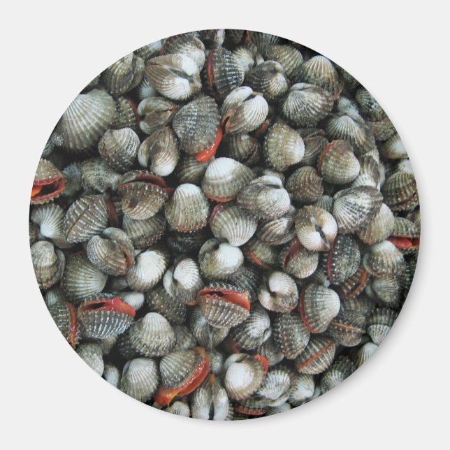 Blood Cockle Shells Magnet (Front)