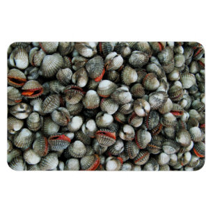 Blood Cockle Shells Magnet