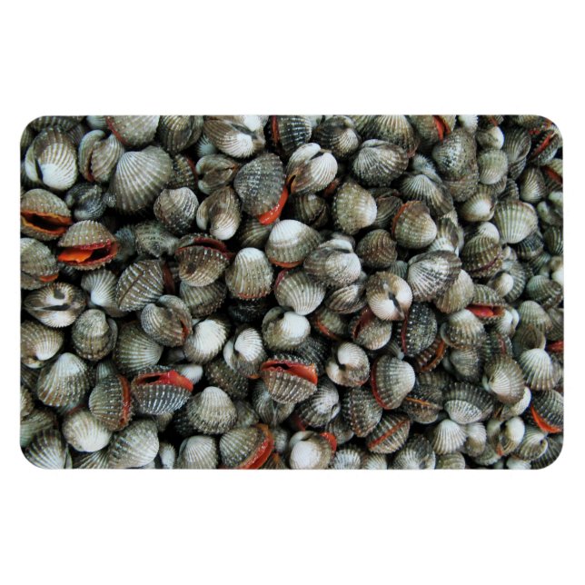 Blood Cockle Shells Magnet (Horizontal)