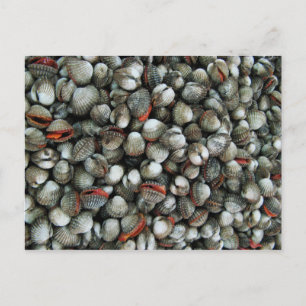 Blood Cockle Shells Postcard