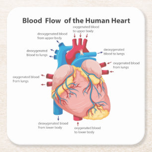 Blood Flow of the Human Heart Square Paper Coaster
