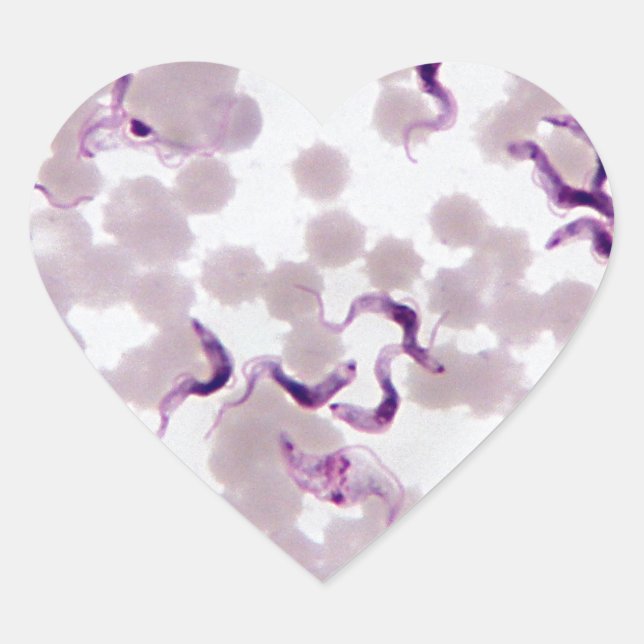 Blood Parasite Trypanosoma Heart Sticker (Front)