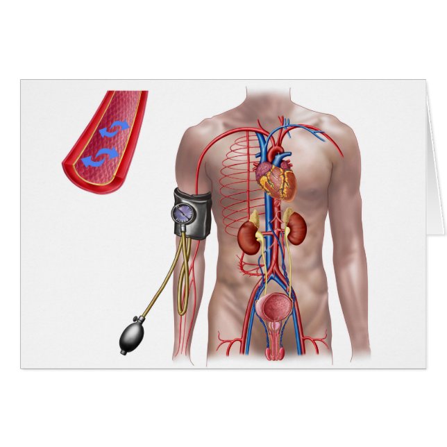 Blood Pressure And Circulatory System (Front Horizontal)