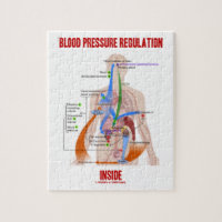 Blood Pressure Regulation Inside Physiology
