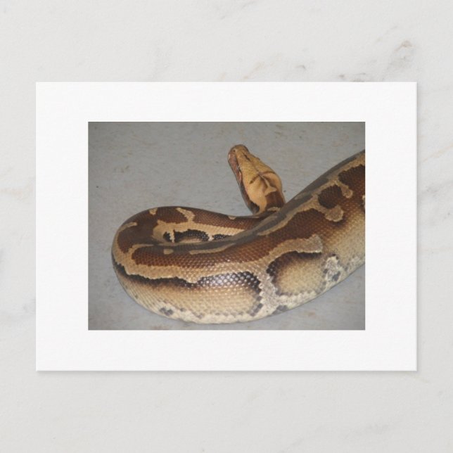 Blood Python Postcard (Front)