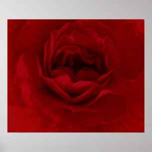 Blood Red Flower poster