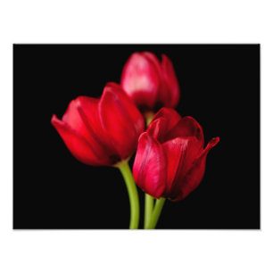 Blood Red Tulips on Black Background Customised Photo Print