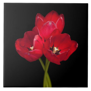Blood Red Tulips on Black Background Customised Tile