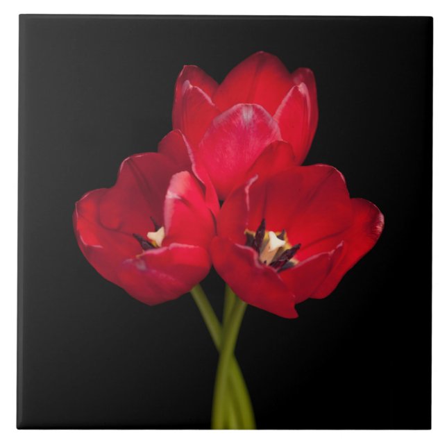 Blood Red Tulips on Black Background Customised Tile (Front)