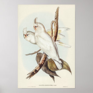 Blood-stained Cockatoo by Elizabeth Gould Poster