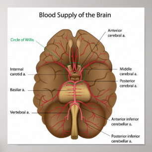 Blood supply of the brain Poster