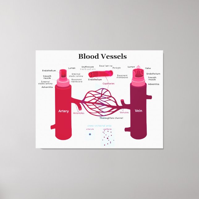 Blood Vessels Arteries Capillaries Veins Diagram Canvas Print (Front)