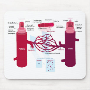 Blood Vessels Diagram Arteries Veins Capillaries Mouse Mat