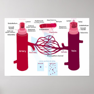 Blood Vessels Diagram Arteries Veins Capillaries Poster