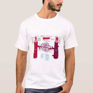 Blood Vessels Diagram Arteries Veins Capillaries T-Shirt