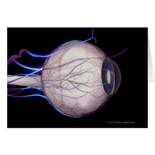Blood Vessels of the Eye