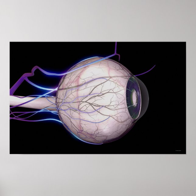 Blood Vessels of the Eye Poster (Front)