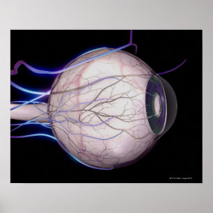 Blood Vessels of the Eye Poster