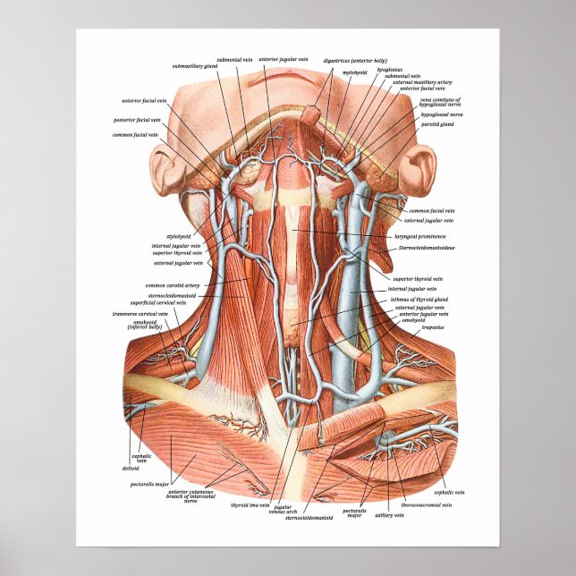 Blood Vessels of the Neck Poster (Front)