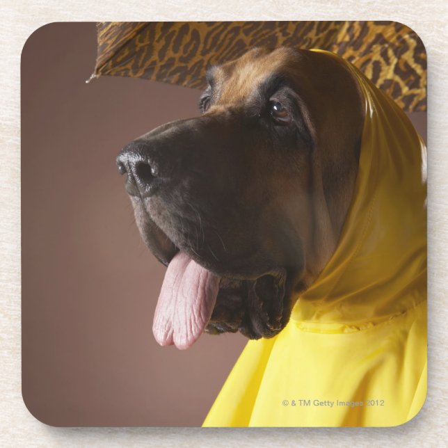 Bloodhound dog. coaster (Front)