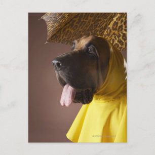 Bloodhound dog. postcard