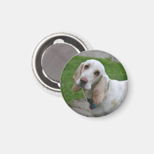 Bloodhound Face Magnet