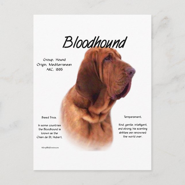 Bloodhound History Design Postcard (Front)