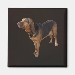 Bloodhound Magnet