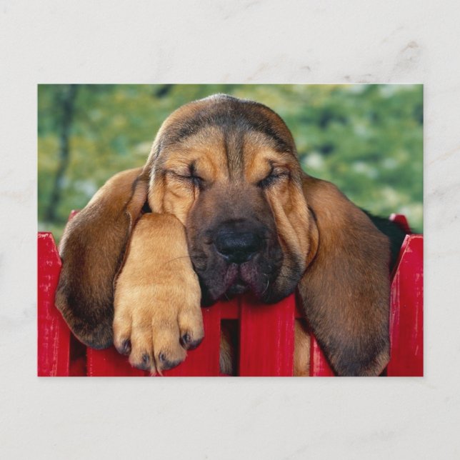BloodHound Postcard (Front)