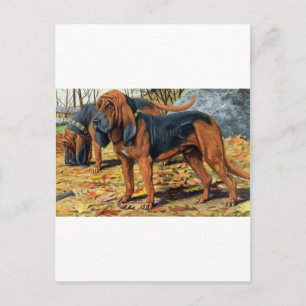 Bloodhound Postcard
